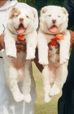king size Alabai pair age 2 month security dog healthy puppies forsale