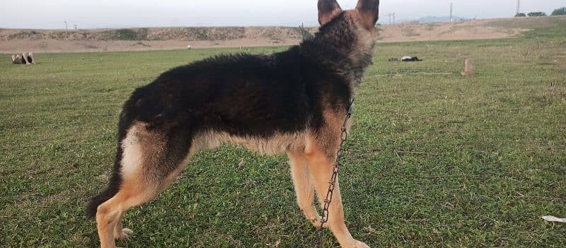 German Shepherd Dog FOR SELL 0