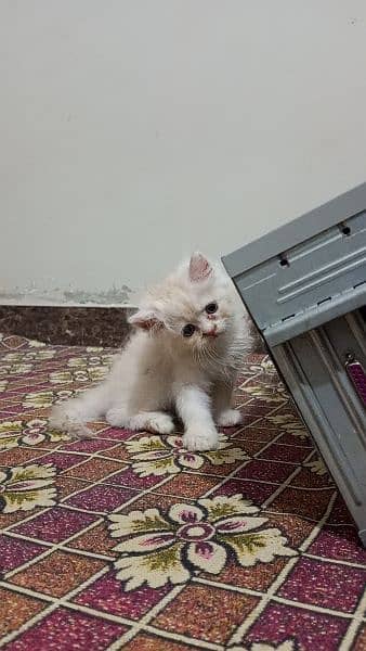 Persian kittens 4