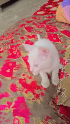 Persian cat female age 3 months