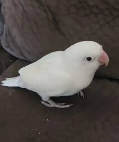 Albino split Love bird