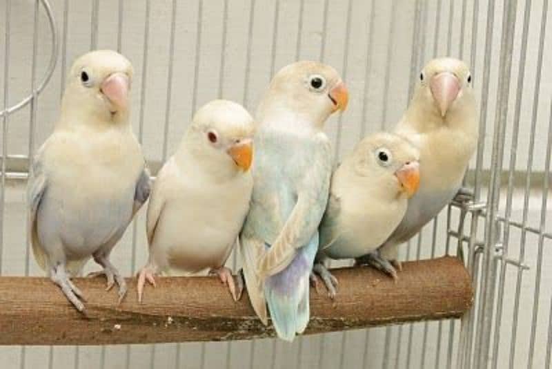 Albino split Love bird 2