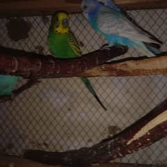 BUDGIES LOOKING FOR NEW SHELTER 0