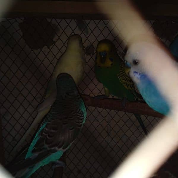 BUDGIES LOOKING FOR NEW SHELTER 1