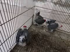 3 Grey Parrot Chicks