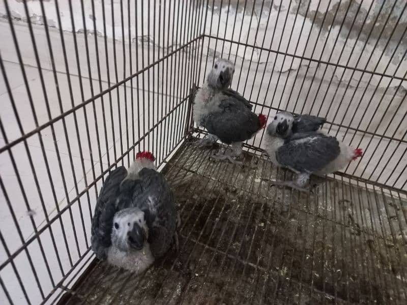 3 Grey Parrot Chicks 0