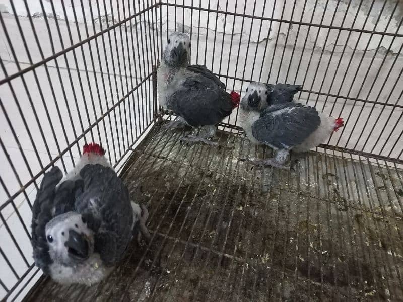 3 Grey Parrot Chicks 1