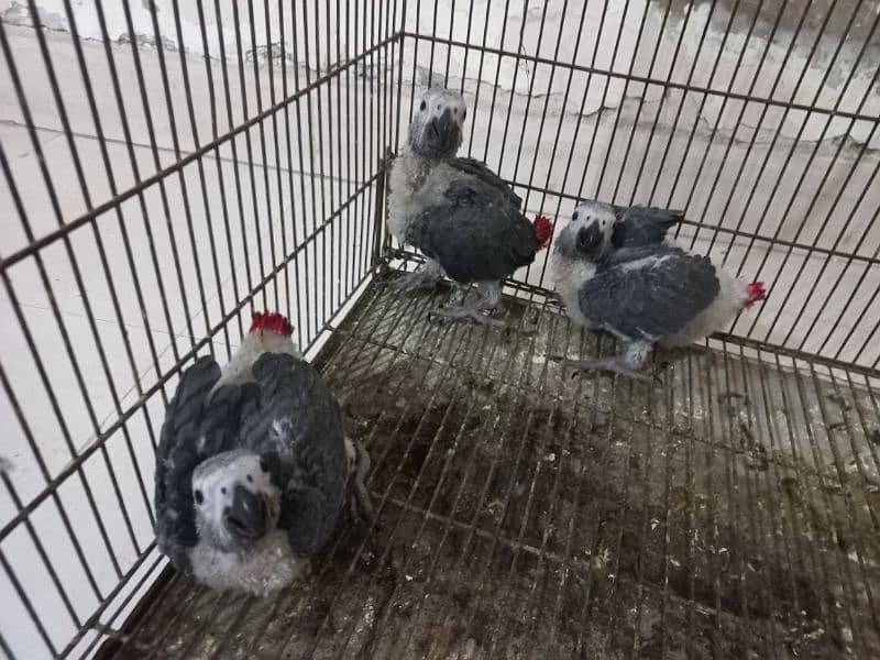 3 Grey Parrot Chicks 2
