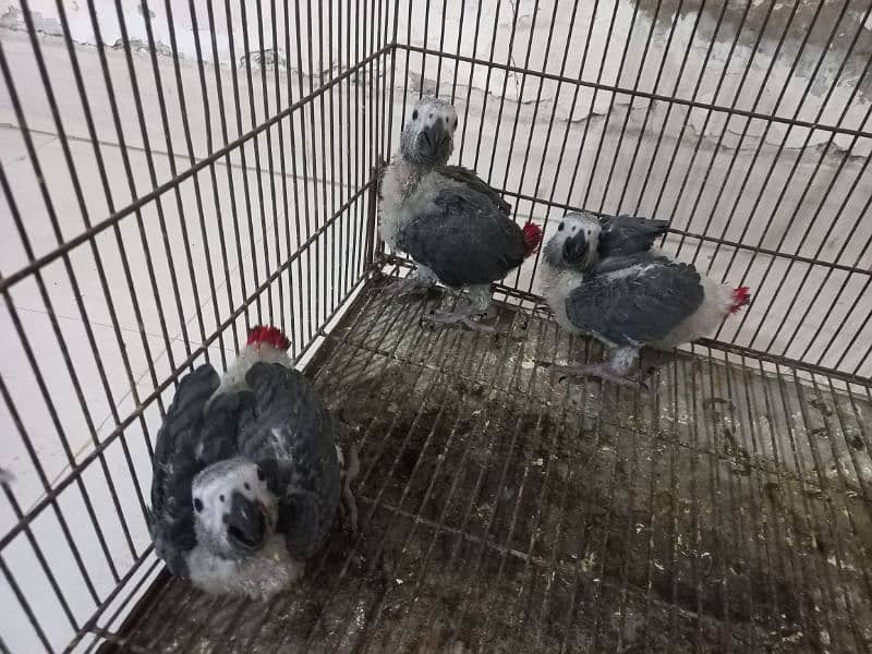 3 Grey Parrot Chicks 3