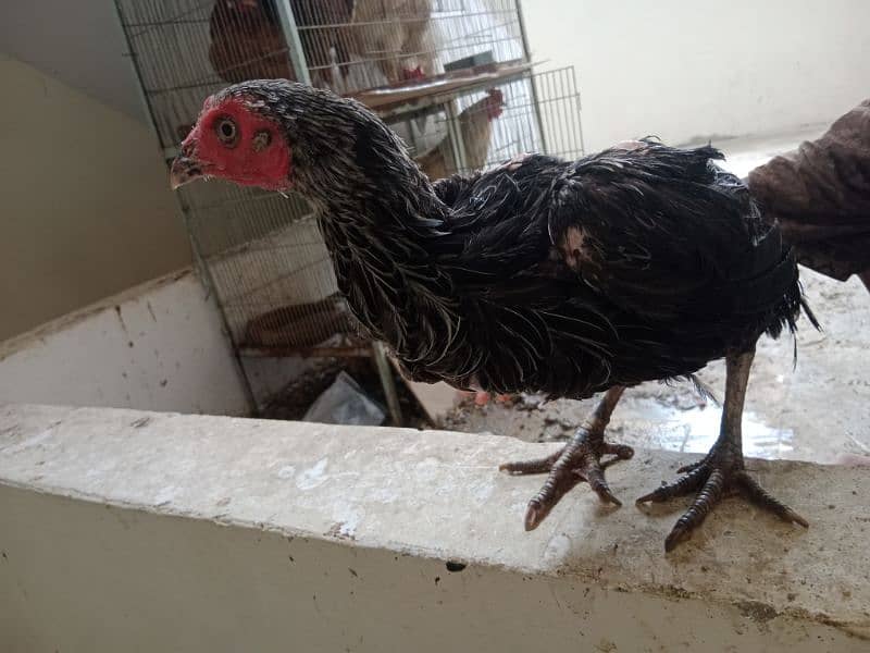 Aseel Sindhi Hen Murghi 0