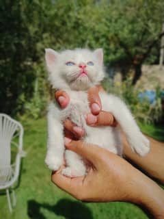 Persian white kittens with blue and odd eyes 0