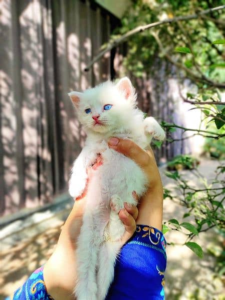 Persian white kittens with blue and odd eyes 1