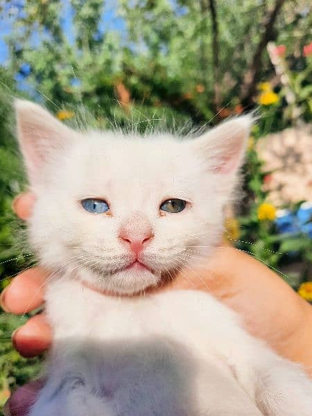 Persian white kittens with blue and odd eyes 2