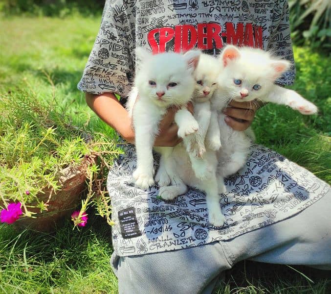 Persian white kittens with blue and odd eyes 4