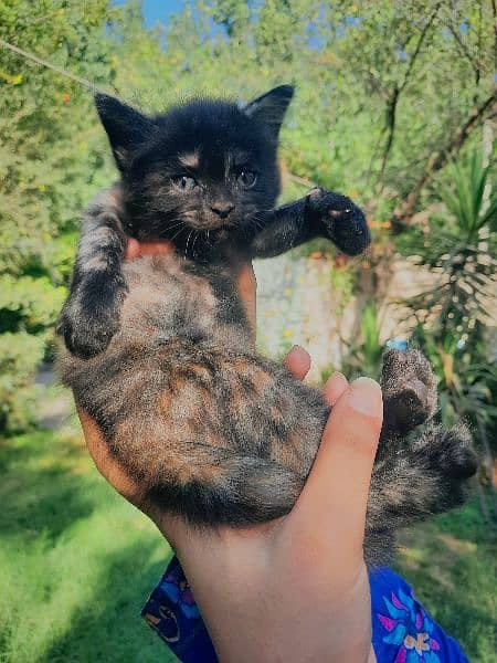 Persian white kittens with blue and odd eyes 6