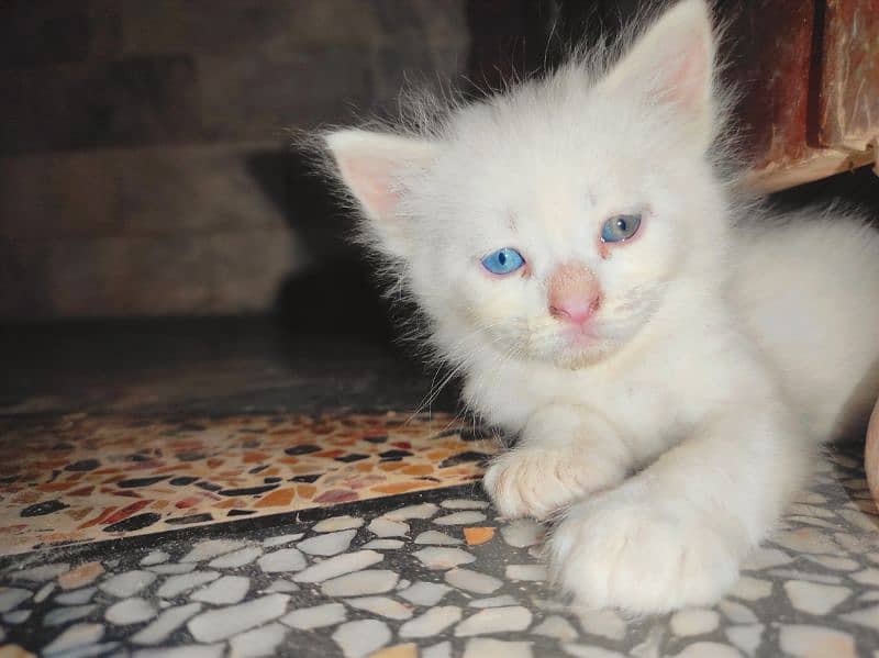 Persian white kittens with blue and odd eyes 7