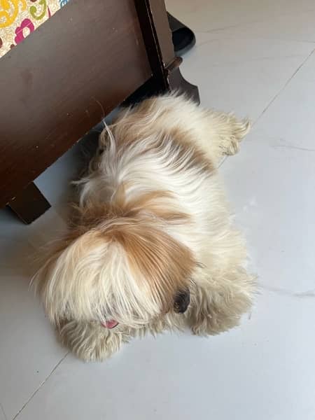 shih tzu 2