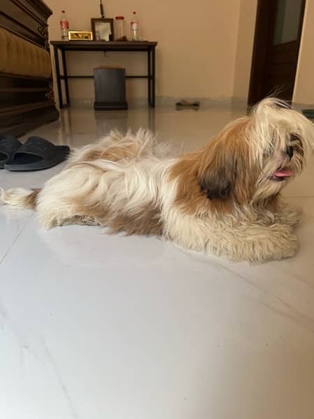 shih tzu 3