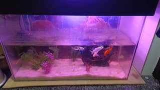 fish aquarium full set