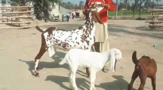 Desi Bakri 2 bacchon ka sath urgent sale WhatsApp on 0349,7539726