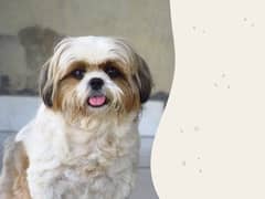 shih tzu breed urgent sell