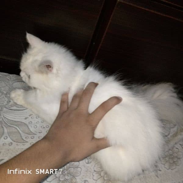 vacinated triple coated cat for sale 0