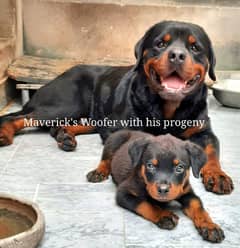 Pedigree biggest rottweiler male puppy of the litter