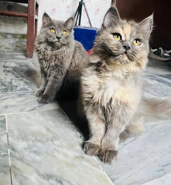 Cat | Kitten | Persian cat  | Persian kitten | Tripple coat 0