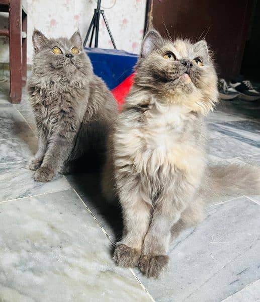 Cat | Kitten | Persian cat  | Persian kitten | Tripple coat 1
