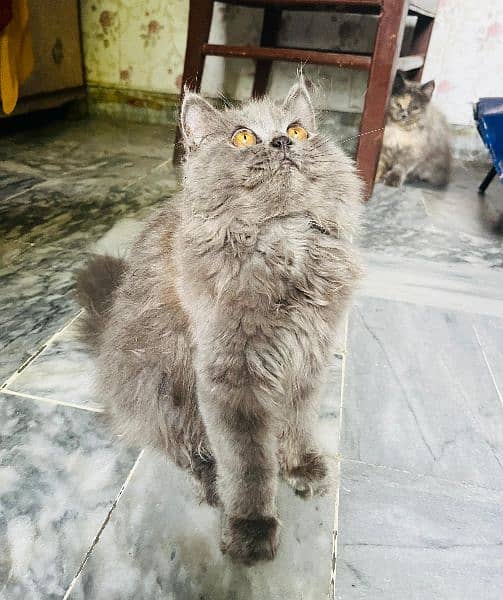 Cat | Kitten | Persian cat  | Persian kitten | Tripple coat 2