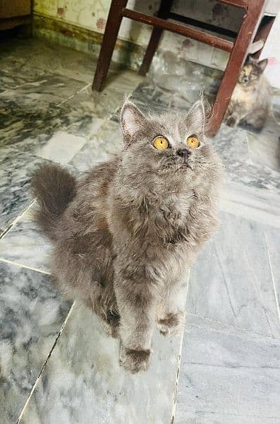 Cat | Kitten | Persian cat  | Persian kitten | Tripple coat 3