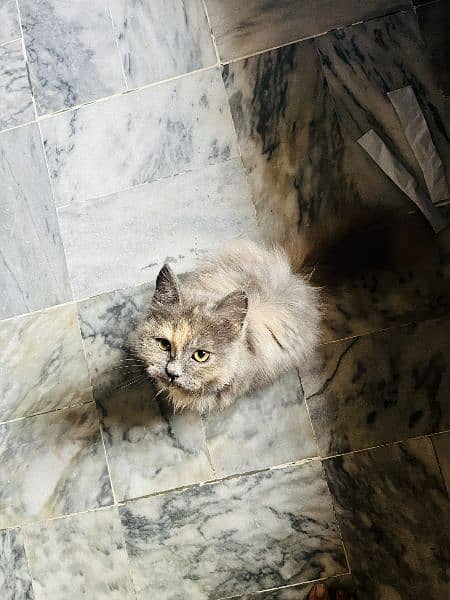 Cat | Kitten | Persian cat  | Persian kitten | Tripple coat 6
