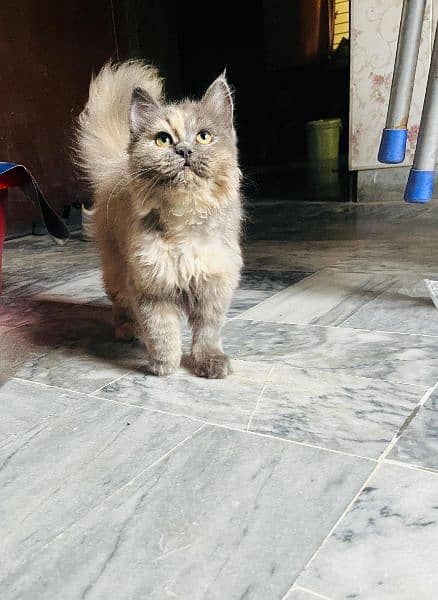 Cat | Kitten | Persian cat  | Persian kitten | Tripple coat 7