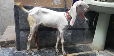 goat ( kanj ) for sale