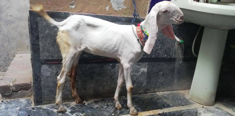 goat baqri kanj for sale 0