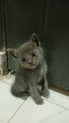 semi persian grey female kitten