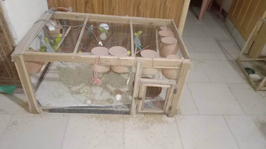 Bujri Parrotts For Sale 5