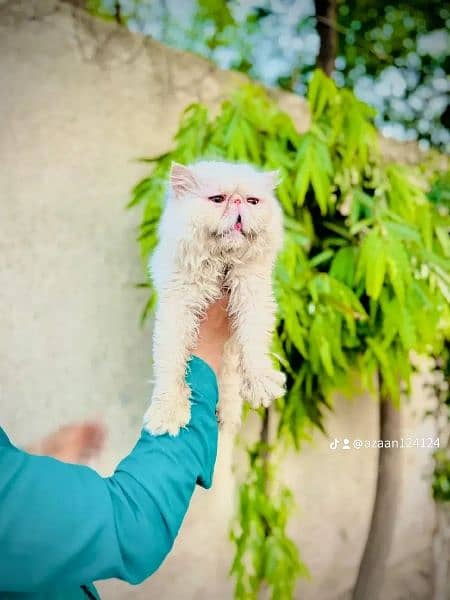 CFA blood line Piki face Male Cat Available For StUd call 03095561812 1