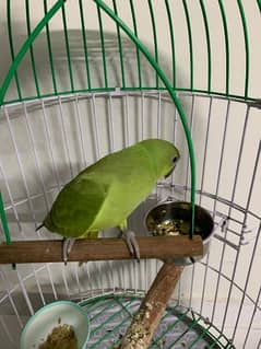 Green ringneck parrot  - birds for sales - hara mithoo - toota