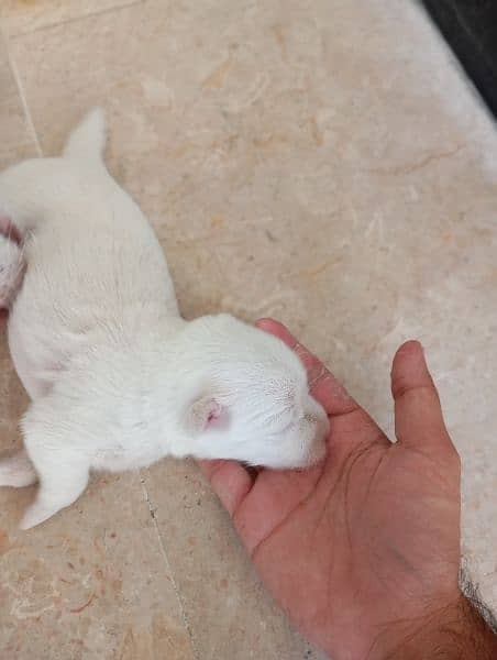 Russian pink nose / pink nose Dog / Puppy / Dog for sale 5