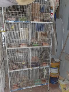 Free parrots with cage