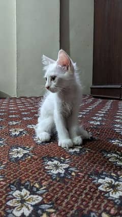 persian kitten age three months active and playful male
