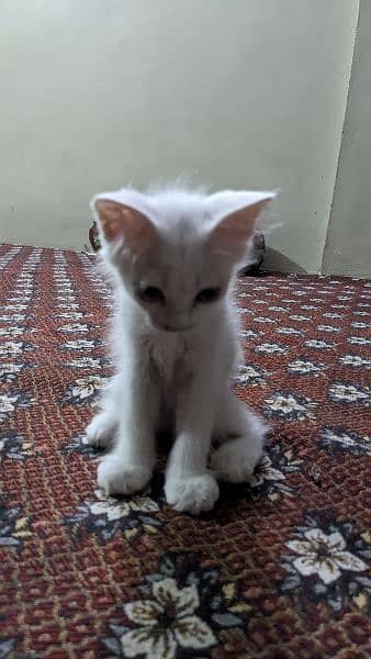persian kitten age three months active and playful male 1