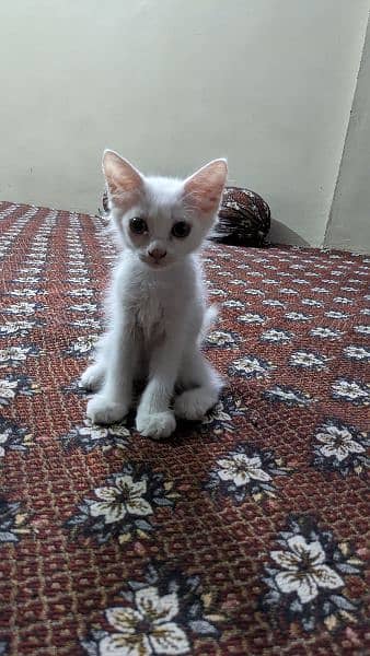 persian kitten age three months active and playful male 2