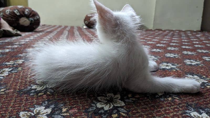 persian kitten age three months active and playful male 3