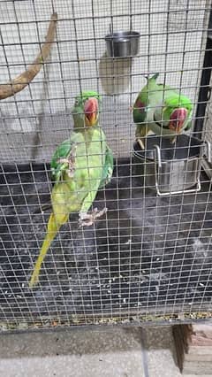Raw Parrots Confirm Breeder Pair With Complete Cage