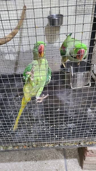 Raw Parrots Confirm Breeder Pair With Complete Cage 0