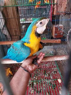 Blue n gold Macaw