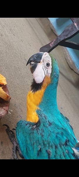 Blue n gold Macaw 1