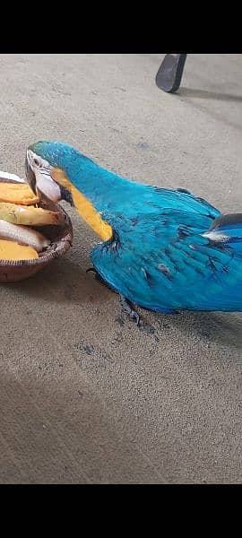Blue n gold Macaw 2